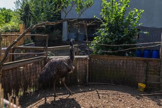 Smrt lva je tragédie, truchlí majitel. Zoopark má nelegálně, říká starosta - Seznam Zprávy